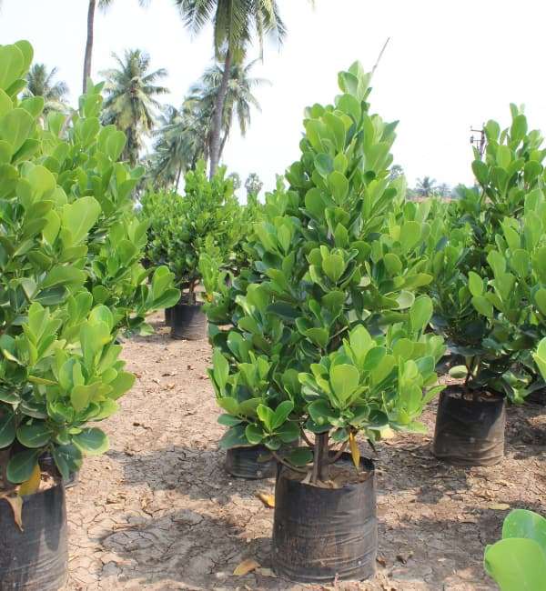 Clusia Rosea (Autopraph Tree)